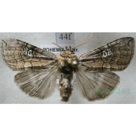 Tethea ocularis (Linnaeus, 1767) Falica oczenica Czech44f